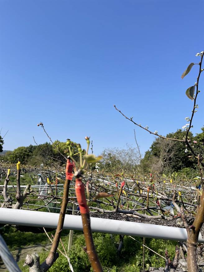 农业局统计截至21日受损情形，包括高接梨穗授粉不良61.4公顷，平均受损程度20％，换算无收穫12.22公顷。（台中市府提供／卢金足台中传真）