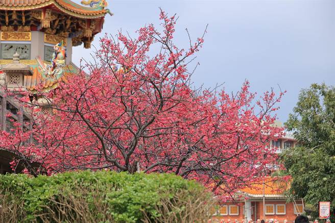 新北市交通警察大队将于228连假加强各大赏樱景点及灯会会场交通管制疏导勤务。（新北市交通警察大队提供）