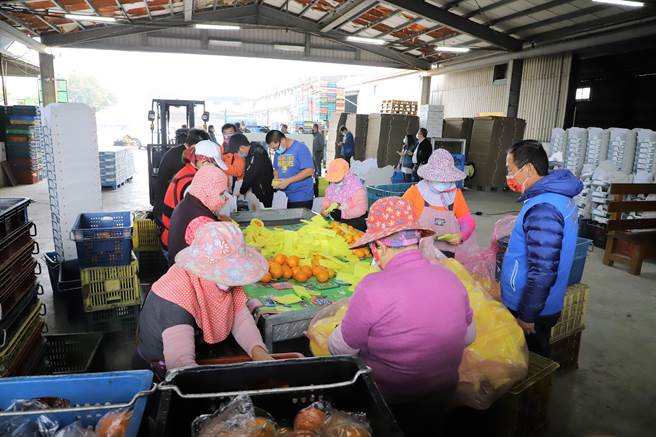 云林县古坑乡目前刚採收的茂谷柑色泽金黄，品质相当好，永兴合作社场协助收购整理。（周丽兰摄）