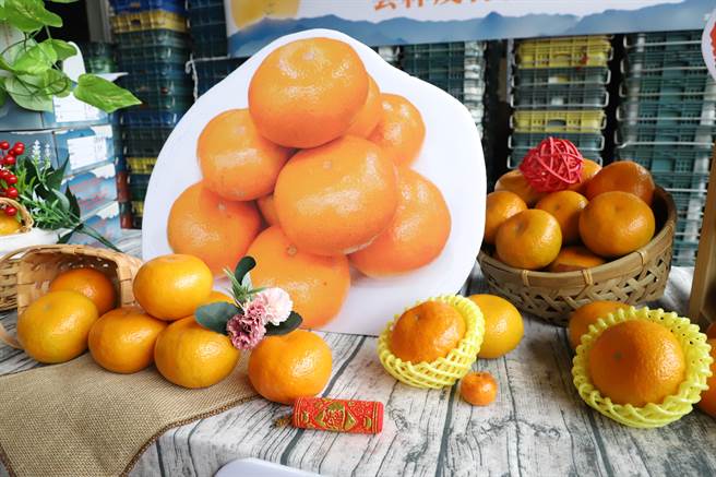 茂谷柑的保存期比较久，今年气候比较低温，目前的风味会更好，色泽金黄亮丽。（周丽兰摄）