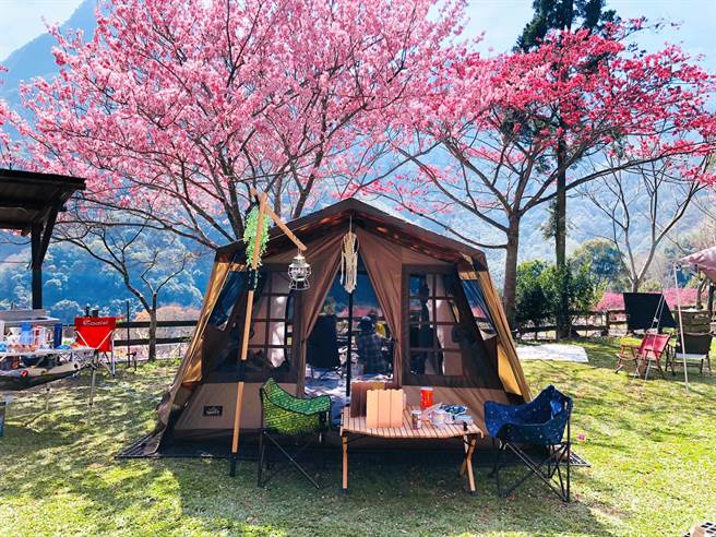 樱花圣地，比固花园。（TromsoAurora挪威中文极光团提供） 