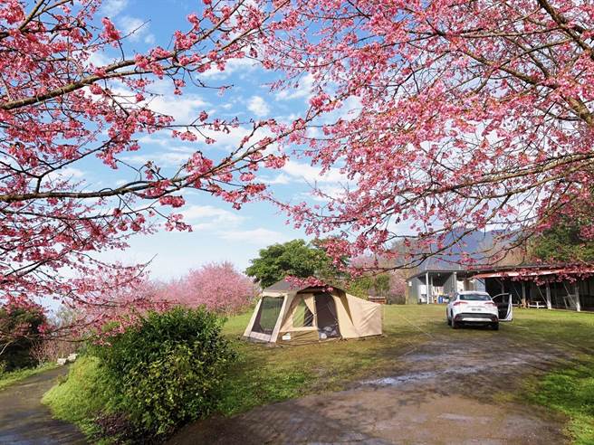 翡翠园樱花美不胜收。（TromsoAurora挪威中文极光团提供） 