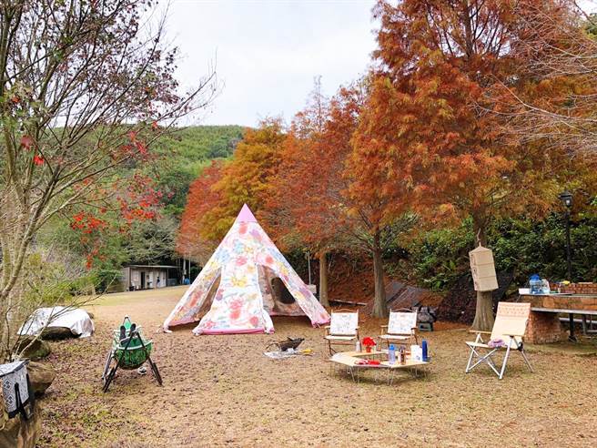 福人居落羽松风景。（TromsoAurora挪威中文极光团提供） 