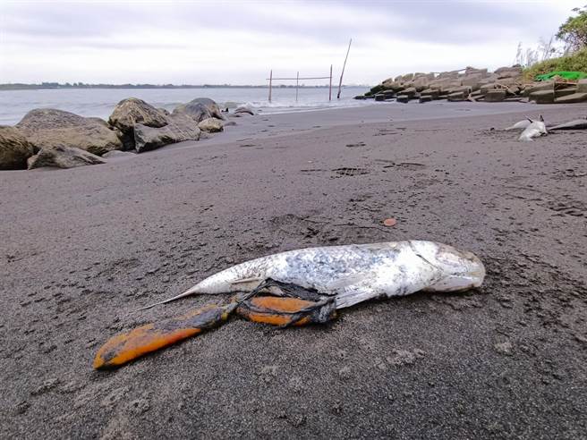 20多只野生乌鱼死在高屏溪口。（林园爱乡协会理事长陈俊强提供／洪靖宜高雄传真）