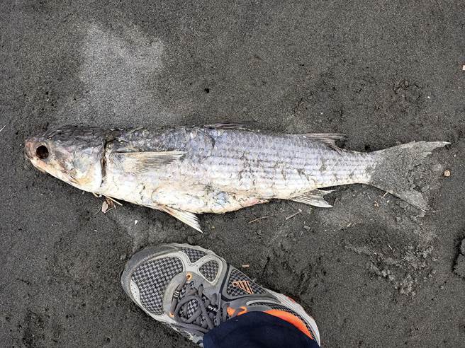 乌鱼最长长度达60公分左右。（林园爱乡协会理事长陈俊强提供／洪靖宜高雄传真）