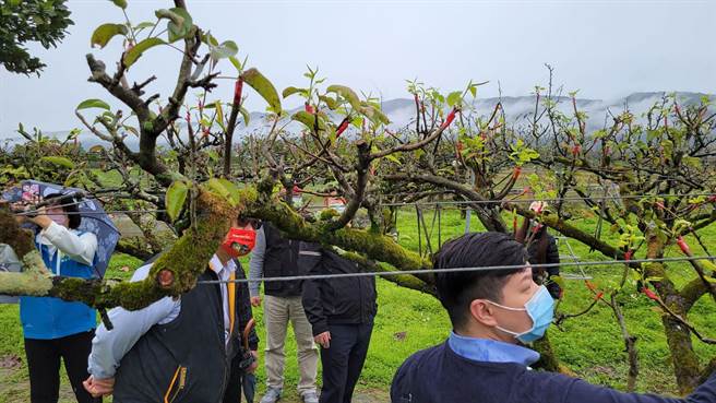 今年高接梨因天气忽冷忽热，开花期又频频下雨和遇寒，以致开花率仅有一成，是20几年最惨。（张峻服务处提供／王志伟花莲传真）