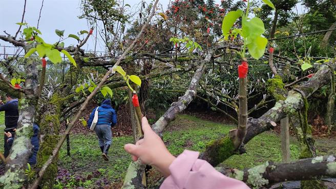 高接梨果树需嫁接上百株枝条，因今年天气变化剧烈，花苞开花仅一成。（张峻服务处提供／王志伟花莲传真）