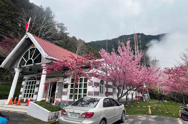 南横公路向阳派出所旁粉嫩的春寒樱绽放，山友大讚「台东最美警所」。（庄哲权摄）