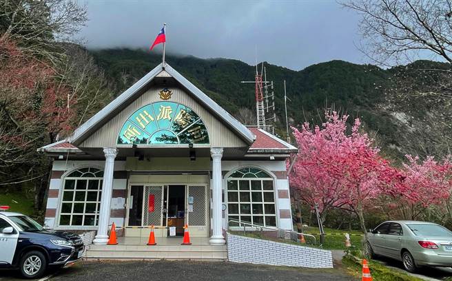 南横公路向阳派出所旁粉嫩的春寒樱绽放，山友大讚「台东最美警所」。（庄哲权摄）