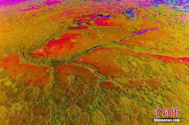 色彩斑斓的黄海湿地。（中新社图）