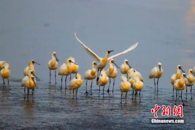 在盐城，人与自然和谐共生。（中新社图）
