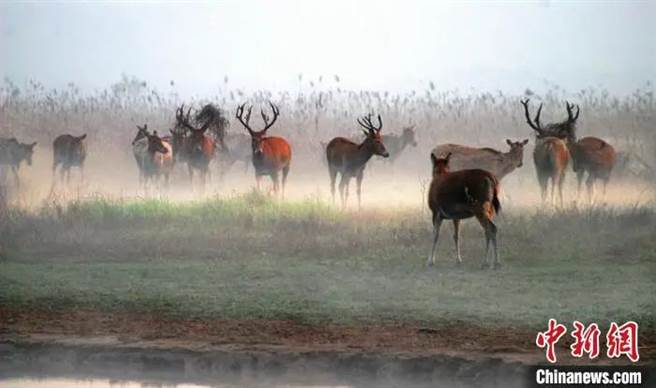 曾一度从中国灭绝的麋鹿，正在盐城的海滨发展壮大。（中新社图）
