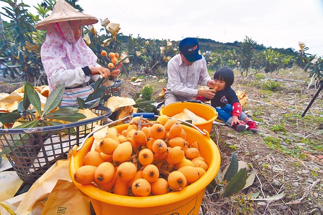 台东早春枇杷上市，金黄饱满的果实驱走不少寒意。（庄哲权摄）