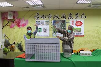 仿效捕鼠籠方法 台南推廣以發酵水果誘捕綠鬣蜥
