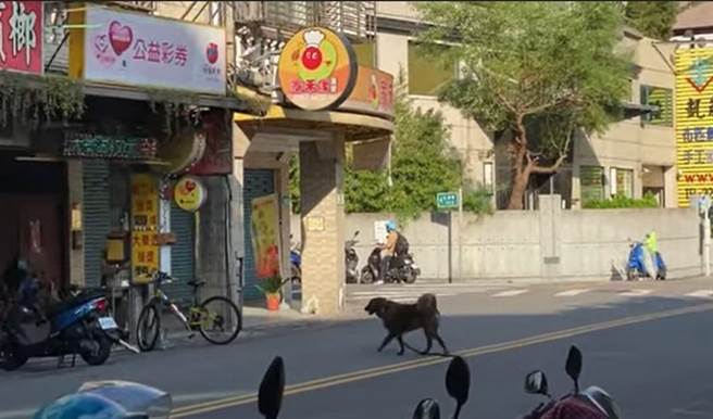 饲主带宠物散步没链绳易引发公安事件，也有法可罚，饲主如果让宠物到处趴趴走，将裁处3000元至1万5000元罚锾。（新北市动保处提供）