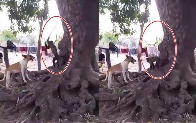 小白狗无故挑衅猴子，遭猴子拿树枝砸头。(爆料公社)