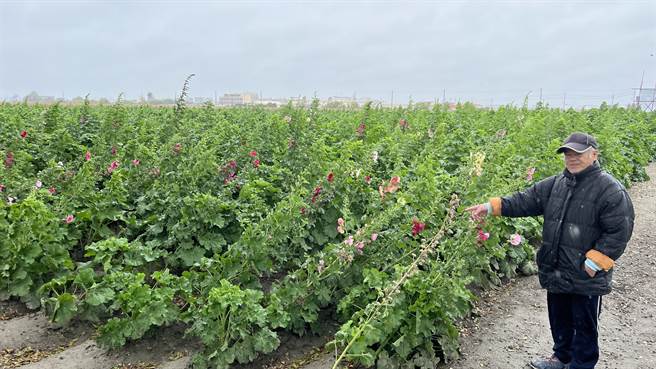 台南学甲蜀葵花节今年原订3月5日举办，不料连日低温下雨等因素，花开不到1成，区公所经评估后，决定延至2周开幕。（张毓翎摄）