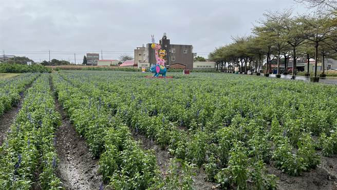 为了今年蜀葵花节，学甲区公所和光华社区在周边除了栽种鼠尾草等花海，还有布置灯饰。（张毓翎摄）