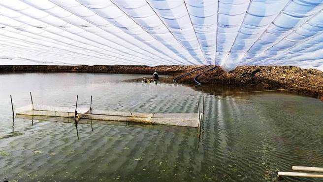 供应全台6成台湾鲷鱼苗的嘉义县高钲台湾鲷繁殖场，业者林笃毅2016年斥资替鱼塭「包膜」，让室温提升6至7度，百分百抗寒。（林笃毅提供∕吕妍庭嘉义传真）