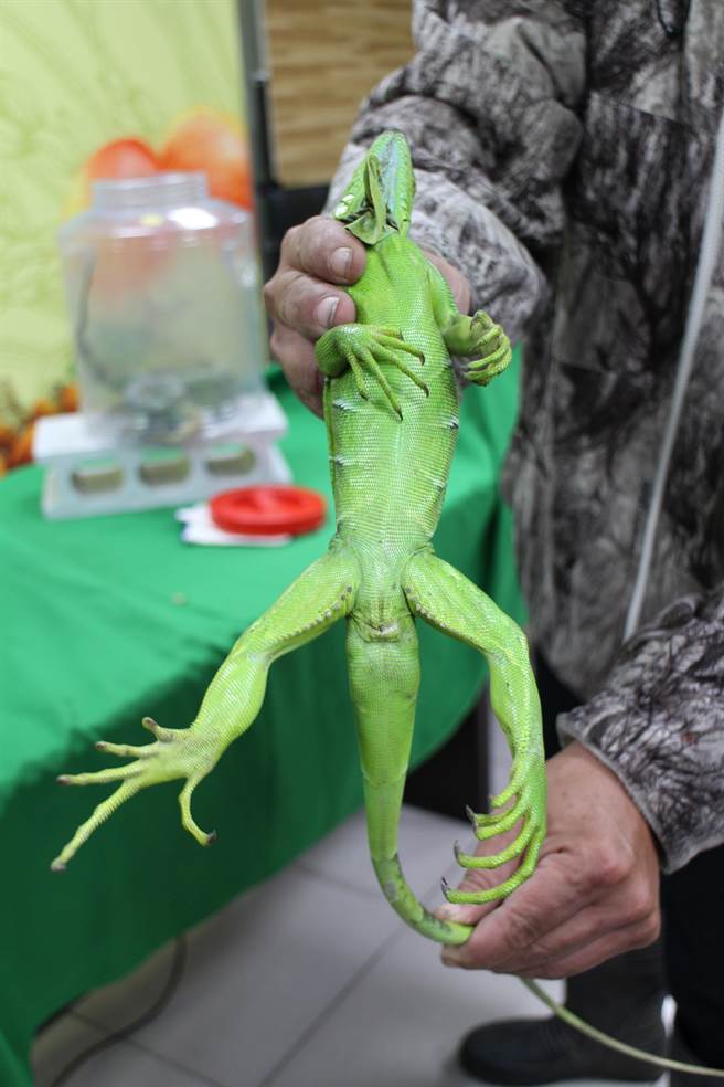 南市府统计，绿鬣蜥捕捉数量从2016年的121只，去年已增加至2141只。（台南市政府提供／张毓翎台南传真）