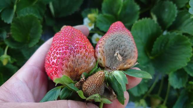 苗栗县大湖乡草莓因连日降雨水伤，8成都发霉腐烂。（读者提供／谢明俊苗栗传真）