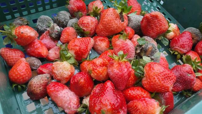 苗栗县大湖乡草莓因连日降雨水伤，8成都发霉腐烂。（读者提供／谢明俊苗栗传真）