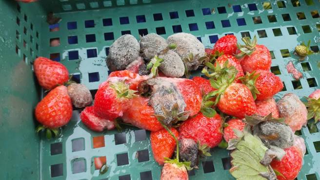 苗栗县大湖乡草莓因连日降雨水伤，8成都发霉腐烂。（读者提供／谢明俊苗栗传真）