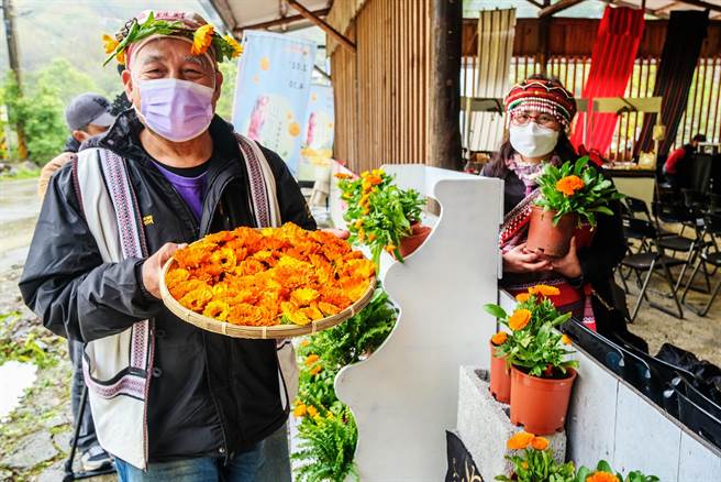 尖石鄉那羅部落種植的金盞花3月進入花季。（羅浚濱攝）