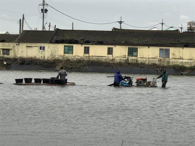 寒流又连日降雨，云林渔民下水防延迟性灾损。（张朝欣摄）