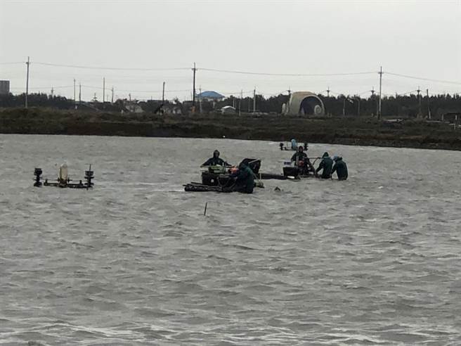 寒流又连日降雨，云林渔民下水防延迟性灾损。（张朝欣摄）