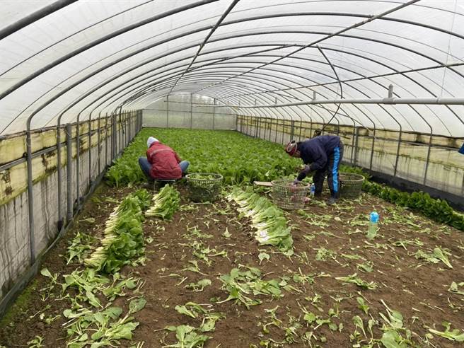 近期受低温寒流影响，农民提早收菜，以防止作物受伤。（桃园市农业局提供／陈梦茹桃园传真）