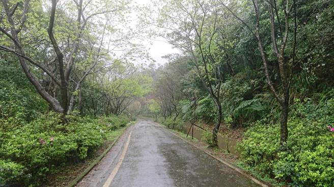 三芝樱花大道花落满地 ，许多山樱花树长出新芽，山樱花季提前结束（戴上容摄）