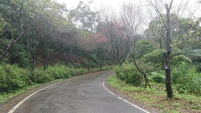 三芝樱花大道花落满地 ，山樱花季提前结束（戴上容摄）