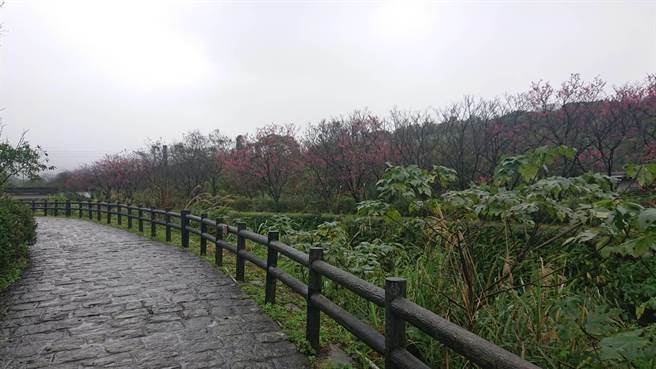三芝三生步道山樱花目前花况良好（戴上容摄）