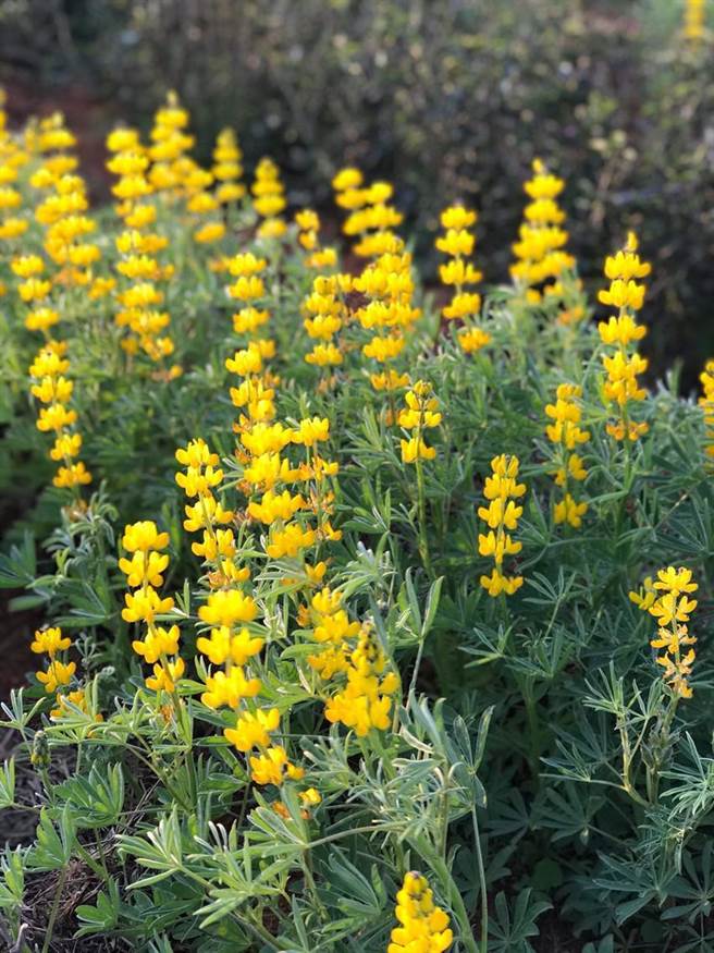 （黃花魯冰花。圖／苗栗場提供）