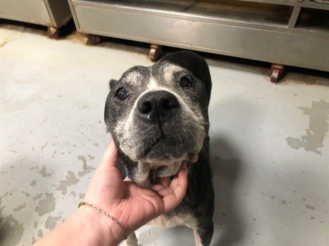 北市吁比特犬饲主2／28前完成宠物登记。（北市动保处提供）