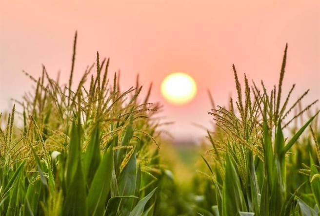 大陆农业农村部：耕地是粮食生产的命根子，18亿亩耕地必须实至名归。（新华社）