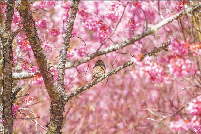 鵂鶹身上的棕褐色花紋形成完美偽裝，在櫻花林間靜止不動，瞬間變成樹枝上突起的樹瘤，難以察覺。（武陵農場提供／王文吉台中傳真）