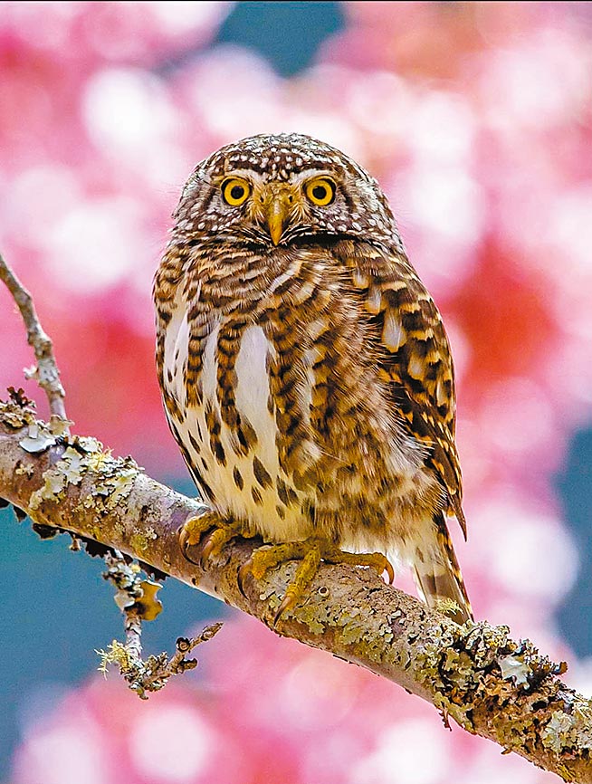 鵂鶹身上的棕褐色花紋形成完美偽裝，在櫻花林間靜止不動，瞬間變成樹枝上突起的樹瘤，難以察覺。（武陵農場提供／王文吉台中傳真）