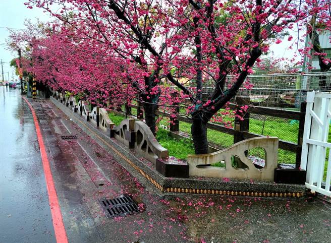 雨神一连报到逾5天，泰安樱花落满地，别有一番浪漫景致。（陈淑娥摄）