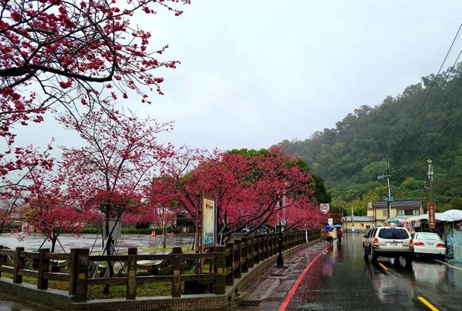 泰安樱花季上周开幕，雨神虽连日报到，仍抵挡不了游客赏樱兴致。（陈淑娥摄）
