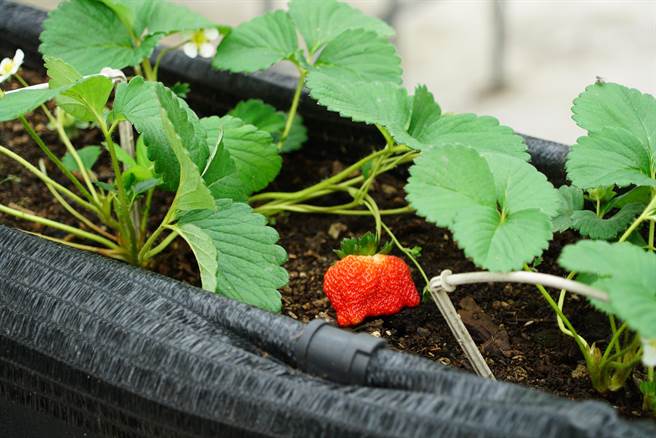 果农张有锦所经营的机械草莓园幸运躲过，他说除了高架化能严防水灾外，利用有机豆渣、益生菌等天然肥料，也是幸运躲过豪雨袭击的关键。（吴建辉摄）