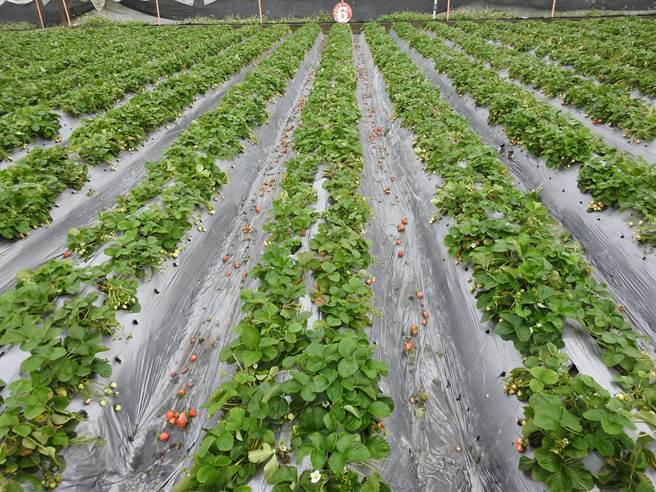 连日豪雨各地接连传出零星灾情，而南投国姓草莓正值2、3期盛产，也因为连日豪雨导致水伤，不仅叶片枯黄，果实也裂果发霉腐烂，有果农损失超过9成。（吴建辉摄）