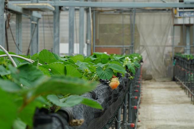 张有锦说，就算高架化也会受雨害，因此从病害、温溼度控制、肥料来加强草莓根茎的强壮度。（吴建辉摄）
