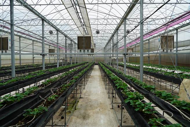 国姓乡公所农经课长郭俊龙，表示因为气候变迁问题，对草莓栽种的方式也要与时俱进，才能永续经营，因此农民也可尝试做一些改变。（吴建辉摄）