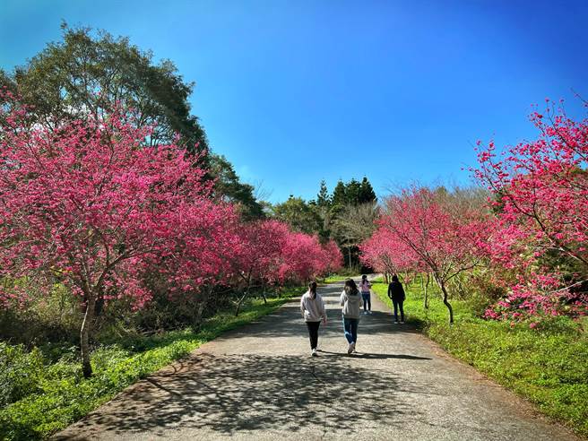 国立暨南大学种植超过千棵樱花树，近年成为中部地区赏樱胜地，每年吸引上万游客朝圣，本月26日暨大校友会以主题「合和圆满、樱您同在」号召校友回娘家。(暨大提供／吴建辉南投传真)