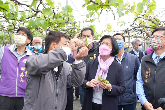 寒流加上春雨，使得正期葡萄刚长出来的花穗遭冻伤，县长王惠美巡视果园，农民指出，恐造成延迟性灾损 ，估计葡萄产量可能减少5成以上。（吴敏菁摄 ）