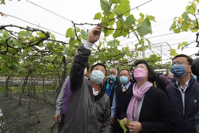 寒流加上春雨，使得正期葡萄刚长出来的花穗遭冻伤，县长王惠美巡视果园，农民指出，恐造成延迟性灾损 ，估计葡萄产量可能减少5成以上。（吴敏菁摄 ）