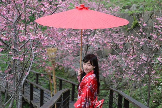 阿里山國家風景區管理處延續賞櫻熱潮，今在竹崎鄉石棹「櫻之道」舉行春櫻夜活動，許多遊客穿上花色多樣的日式和服在櫻花樹下聊天散步。（嘉義縣政府提供∕呂妍庭嘉義傳真）