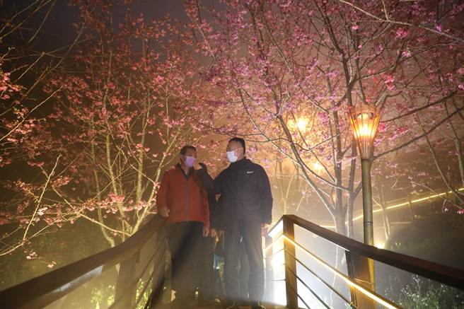 阿里山國家風景區管理處延續賞櫻熱潮，今在竹崎鄉石棹「櫻之道」舉行春櫻夜活動。（嘉義縣政府提供∕呂妍庭嘉義傳真）